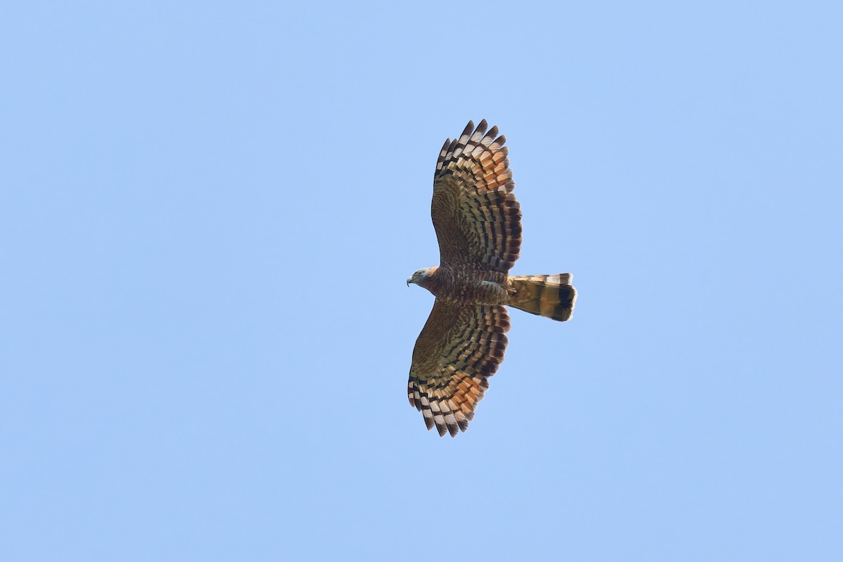 Hook-billed Kite (Hook-billed) - ML645298983