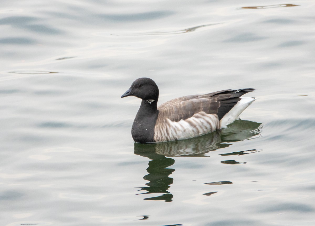 Brant - ML645298985