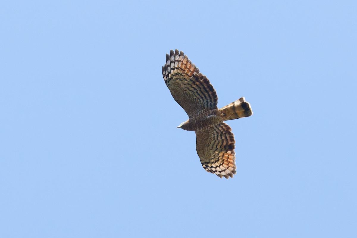 Hook-billed Kite (Hook-billed) - ML645298986