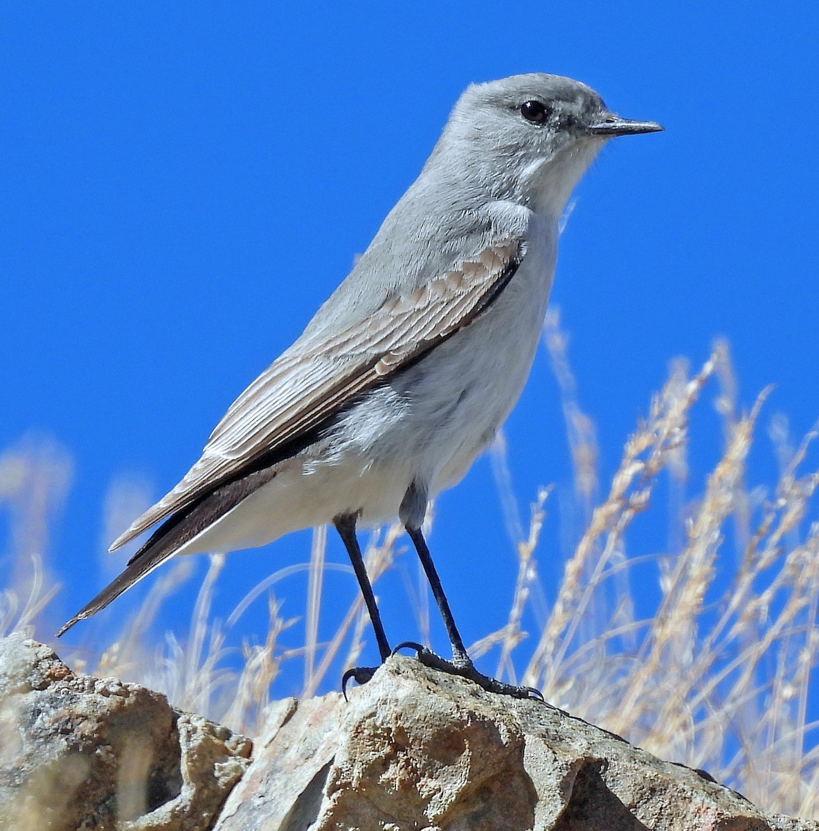 Cinereous Ground-Tyrant - ML645298987