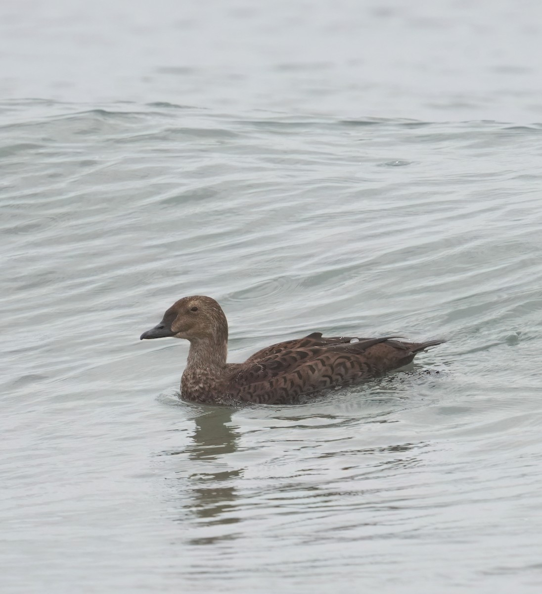 King Eider - ML645298988