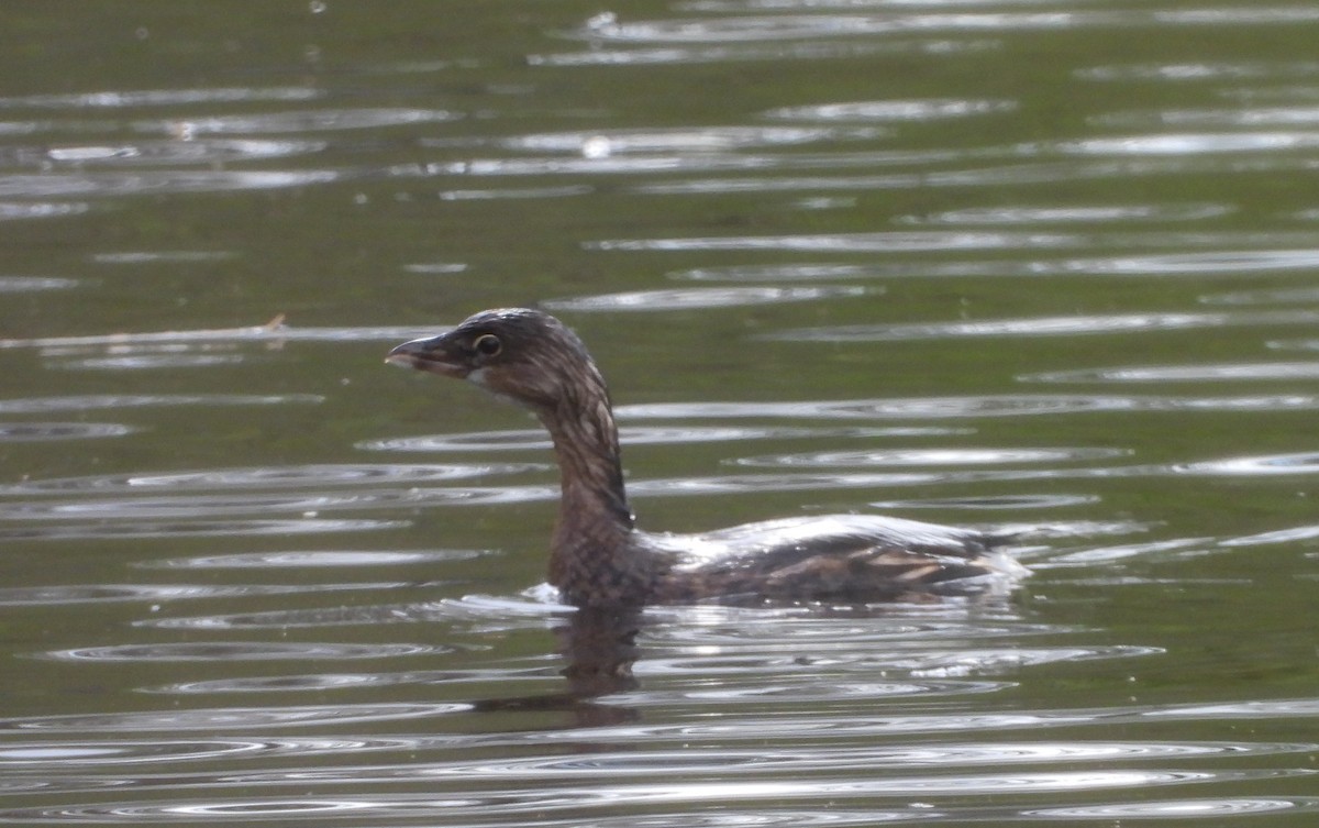 Pied-billed Grebe - ML645298993
