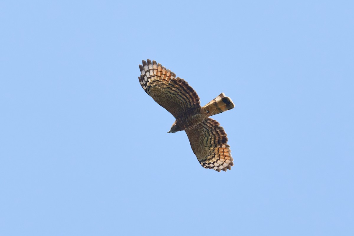 Hook-billed Kite (Hook-billed) - ML645298994