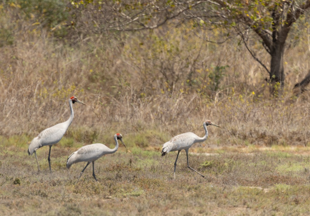 Brolga - ML645298998