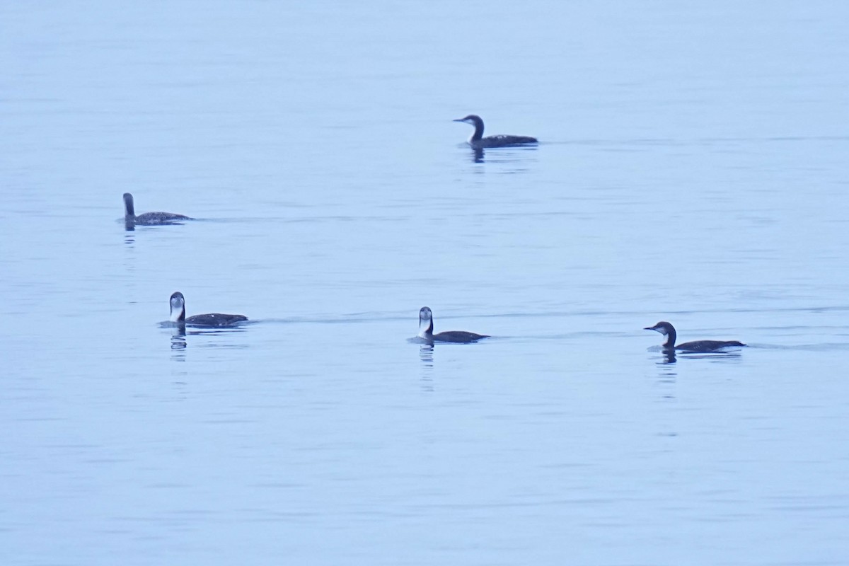 Pacific Loon - ML645299000