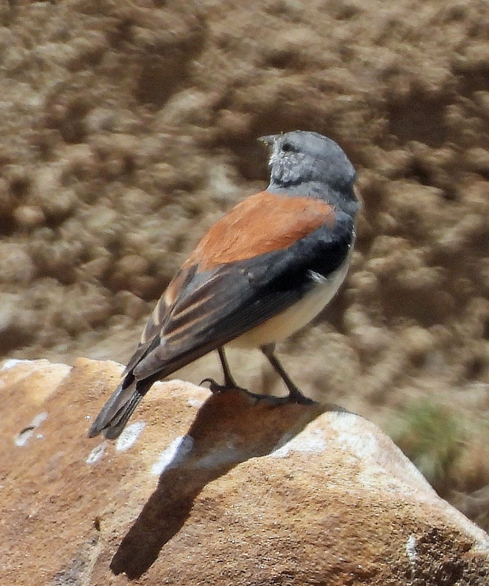 Red-backed Sierra Finch - ML645299001