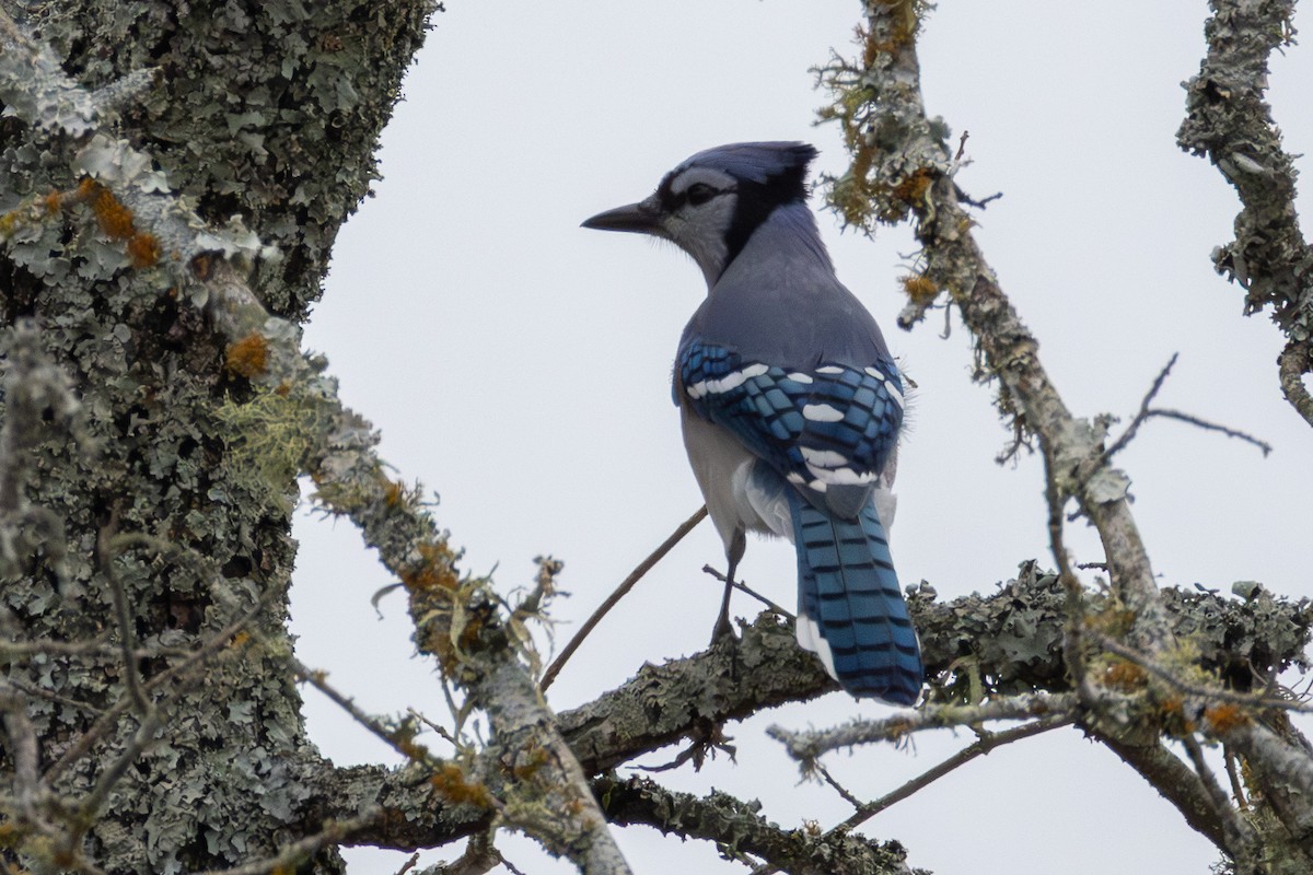 Blue Jay - ML645299003