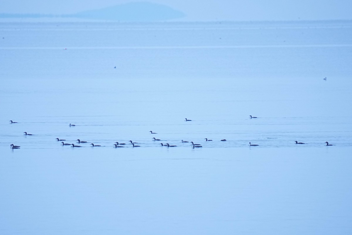 Pacific Loon - ML645299005