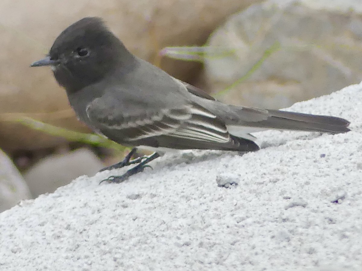 Black Phoebe - ML645299008