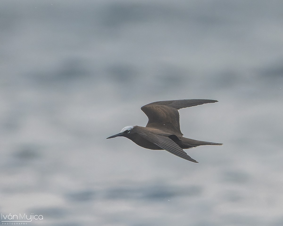 Black Noddy - ML645299009