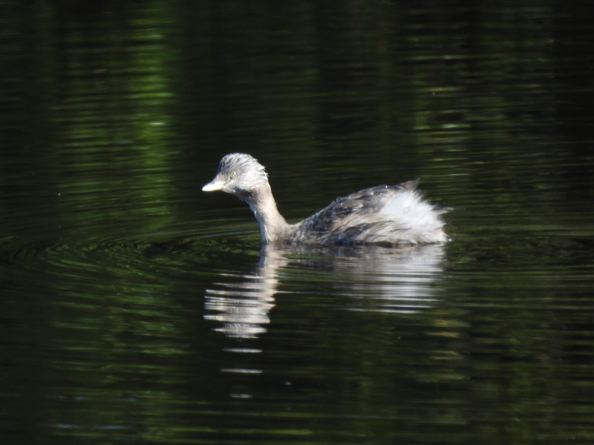 Zampullín Canoso - ML645299010