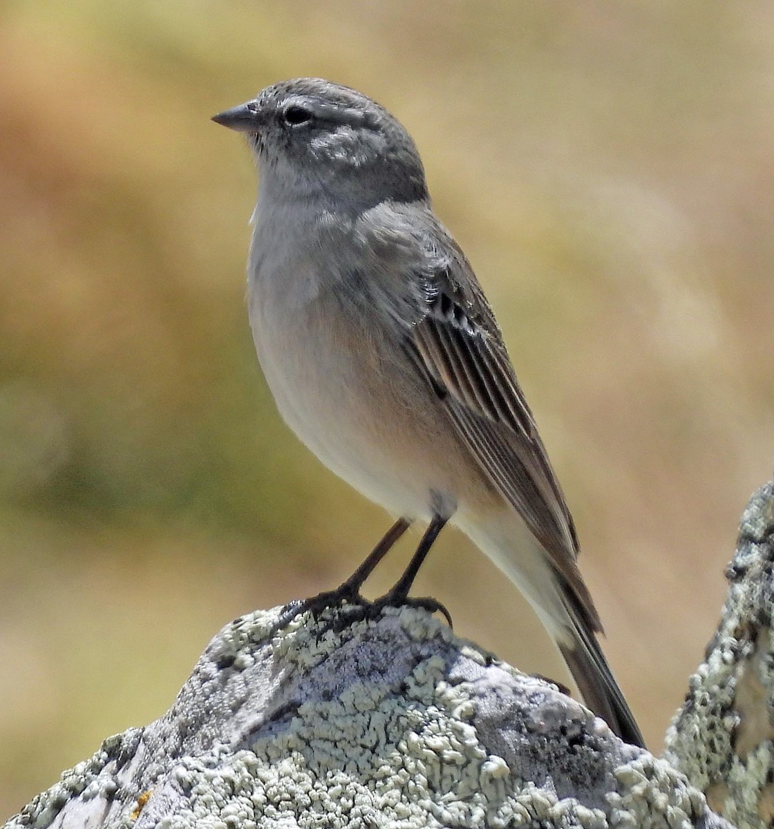 Ash-breasted Sierra Finch - ML645299013