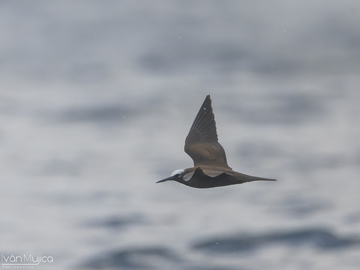 Black Noddy - ML645299022