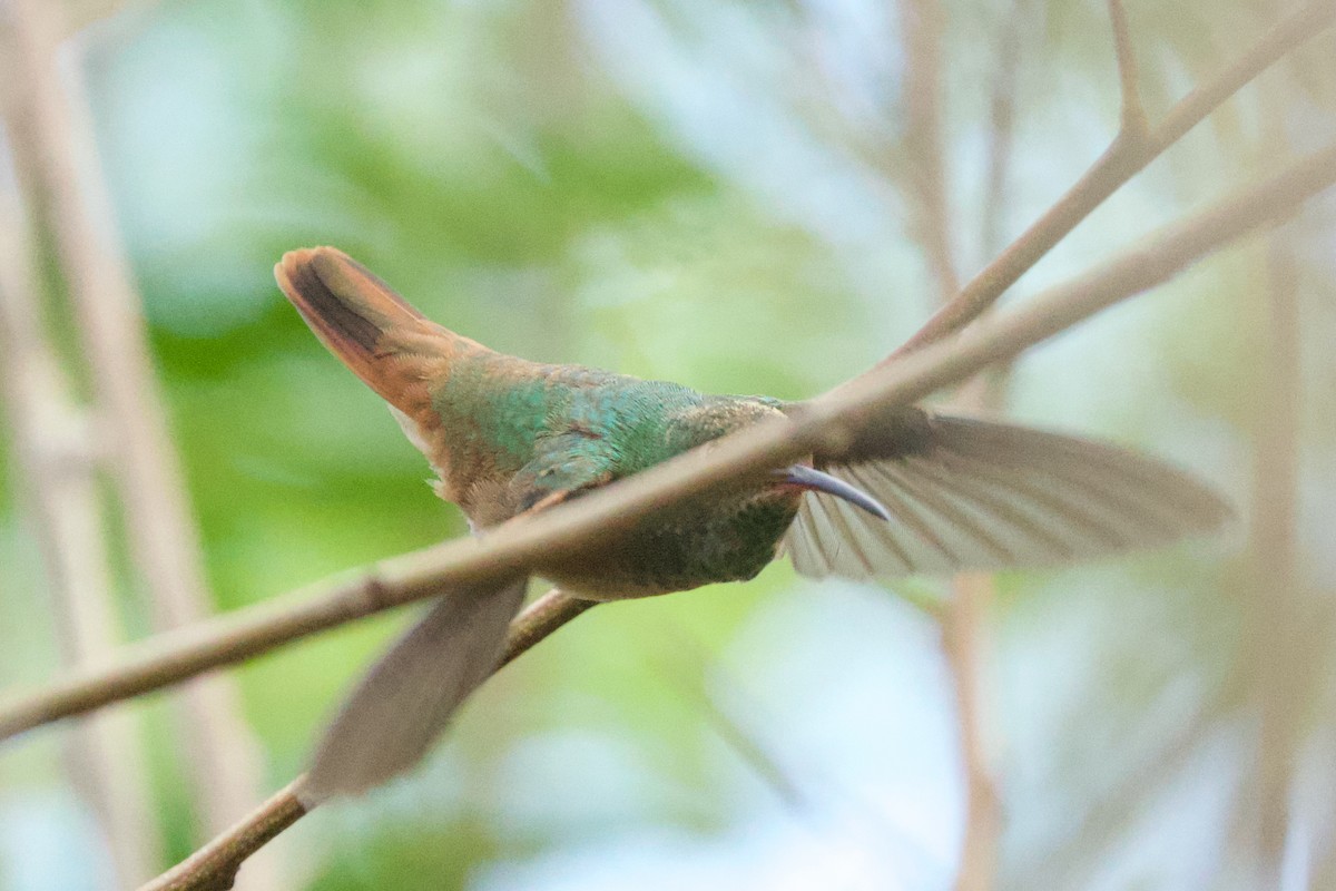 Buff-bellied Hummingbird - ML645299025