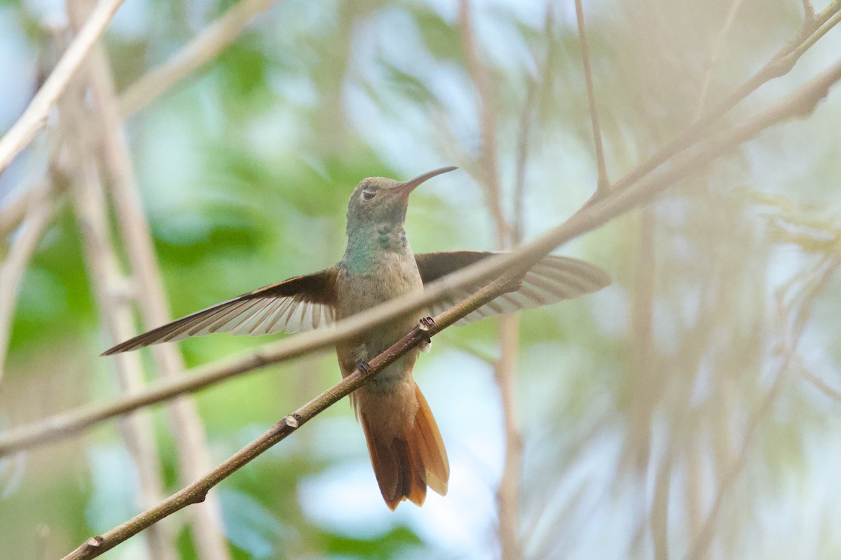 Buff-bellied Hummingbird - ML645299026