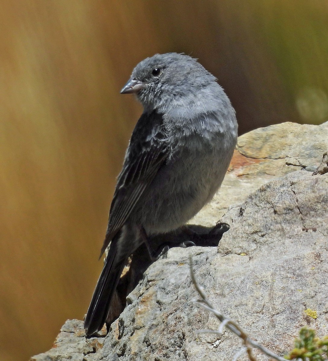 Plumbeous Sierra Finch - ML645299032