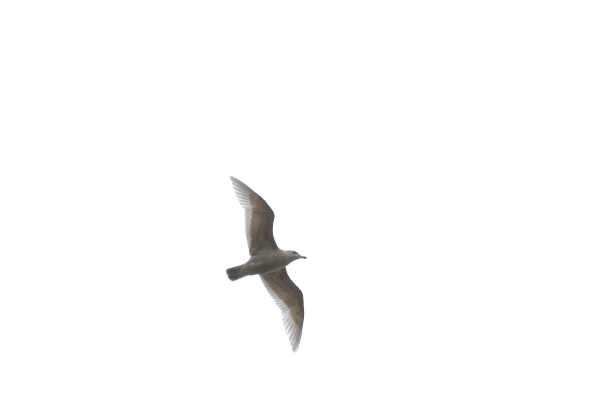 Glaucous Gull - ML645299037