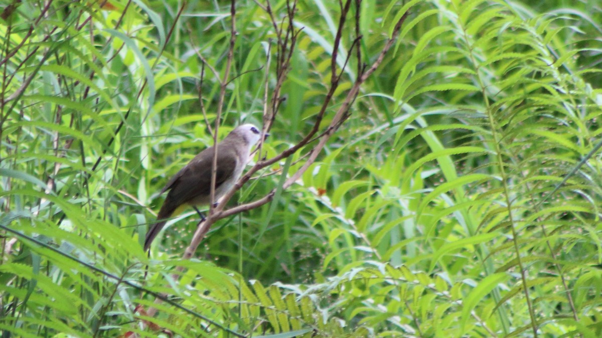 Yellow-vented Bulbul - ML645299040