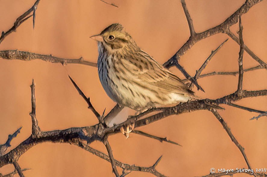 Savannah Sparrow - ML645299041
