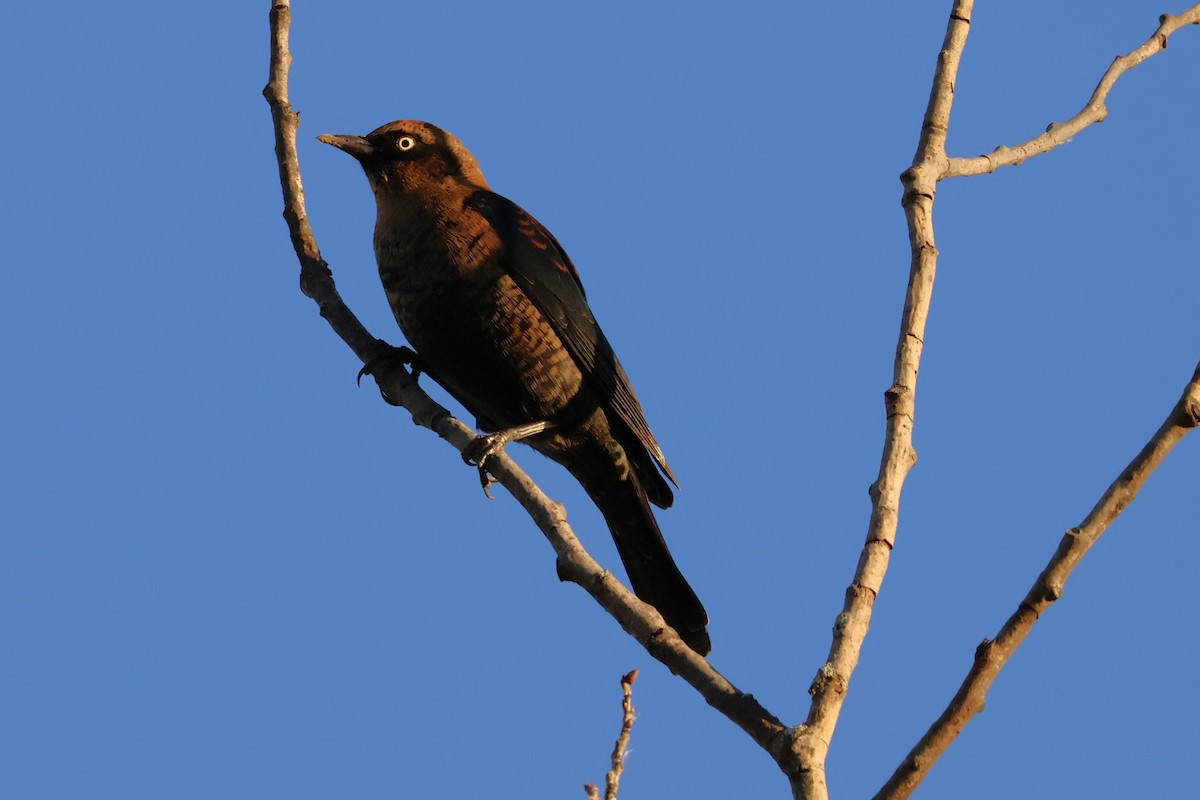 Rusty Blackbird - ML645299045