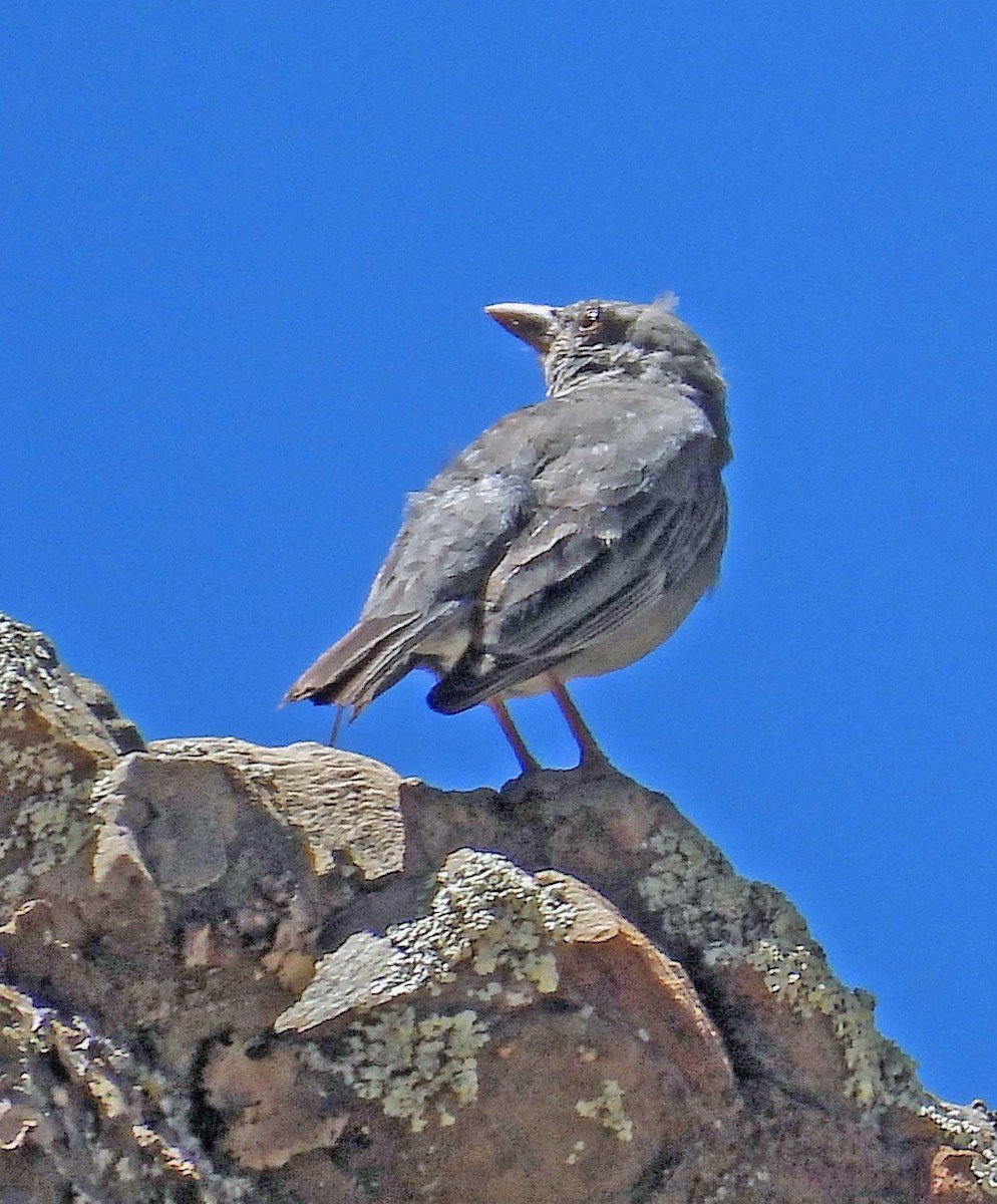 Boulder Finch - ML645299049