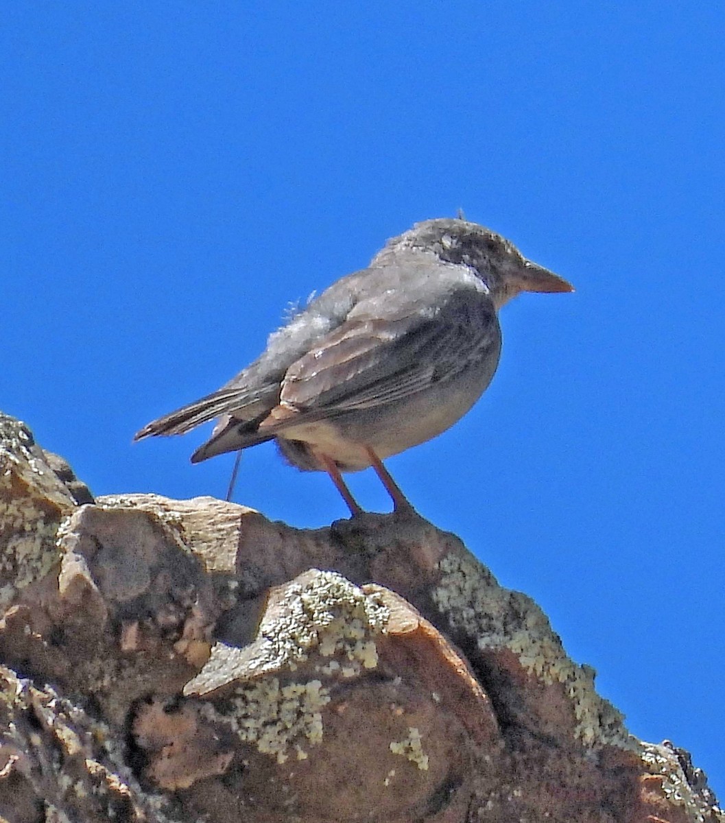 Boulder Finch - ML645299050