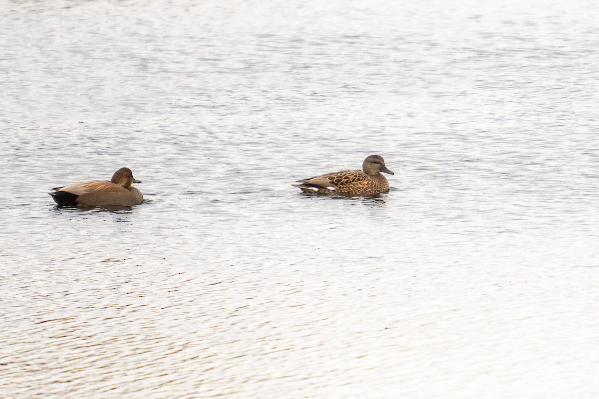 Нерозень - ML645299051