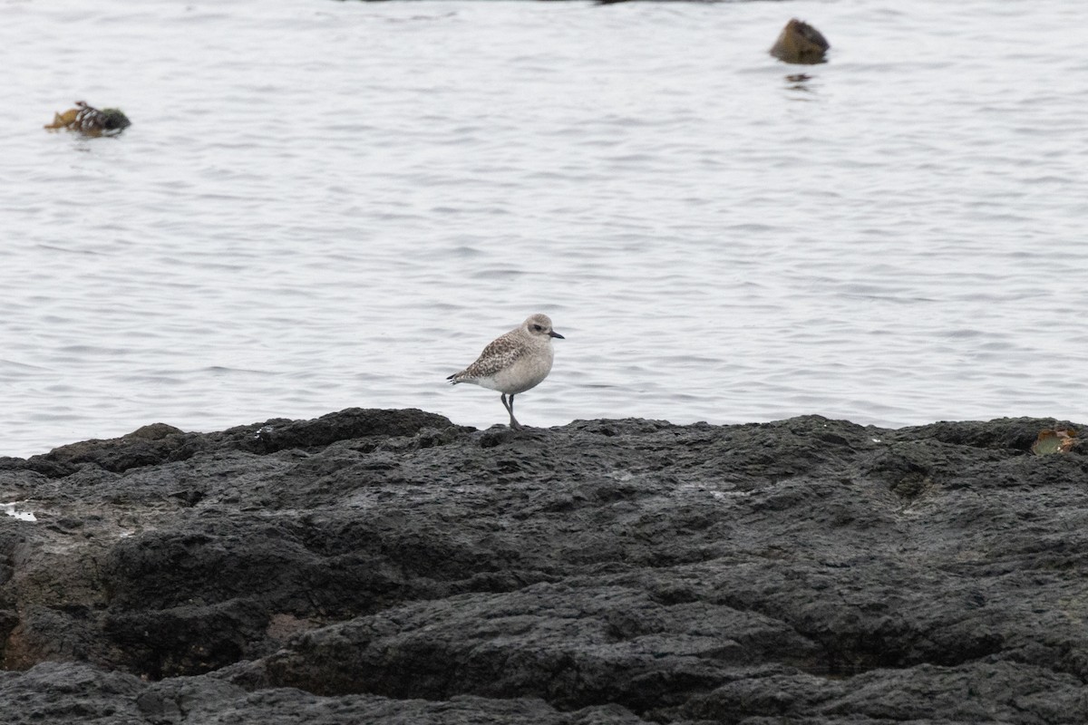 Black-bellied Plover - ML645299052