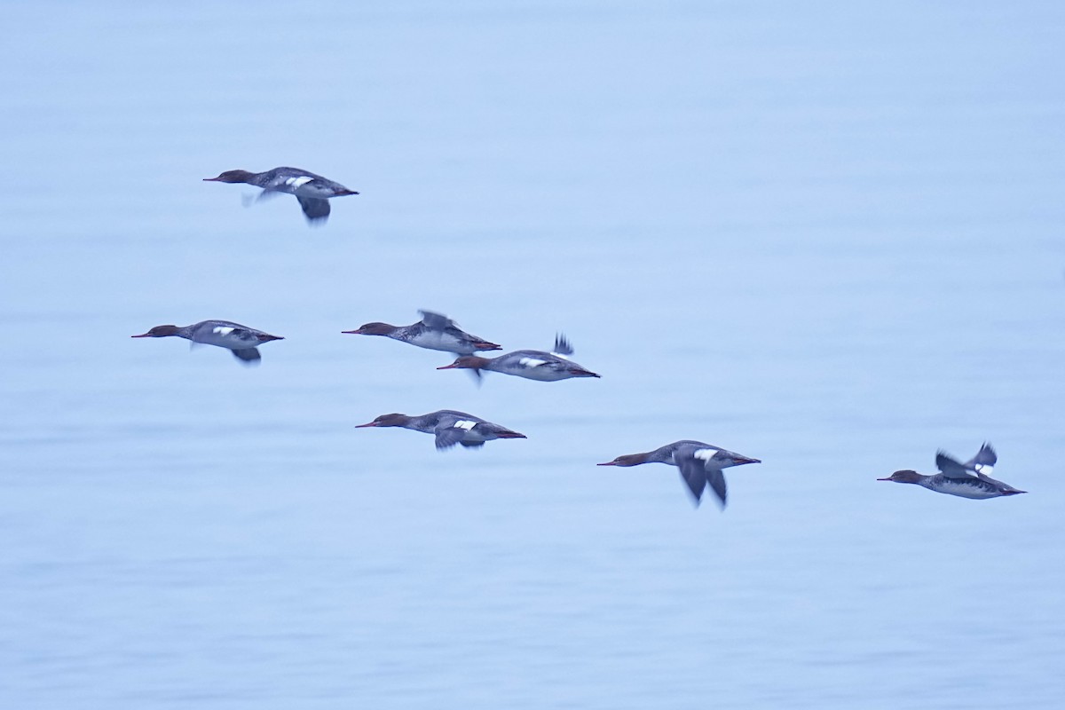 Common Merganser - ML645299054