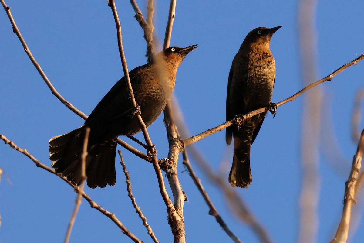 Rusty Blackbird - ML645299057