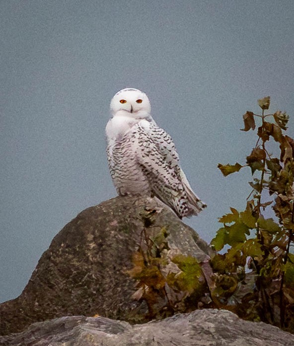 Snowy Owl - ML645299074
