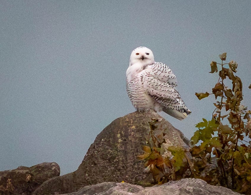 Snowy Owl - ML645299075