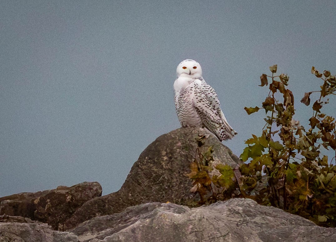 Snowy Owl - ML645299076