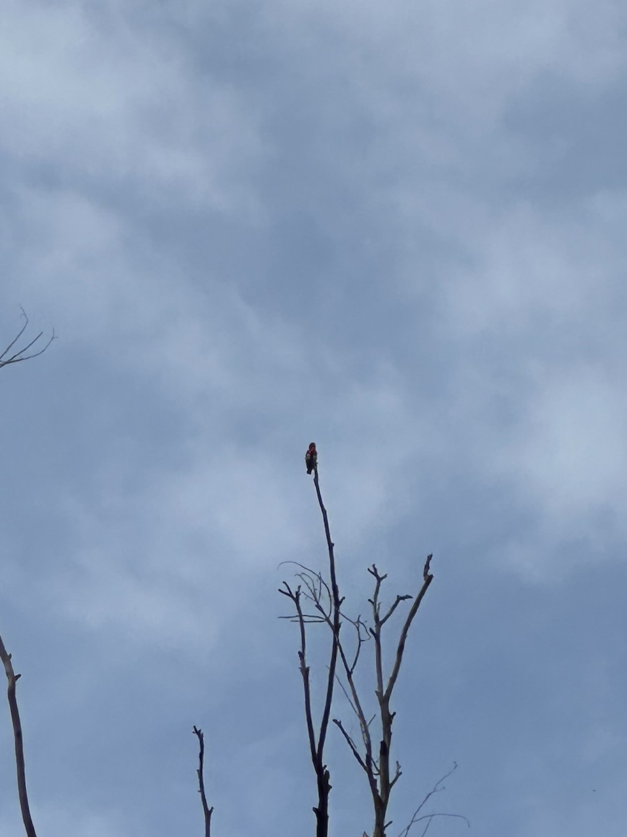 Mistletoebird - ML645299083