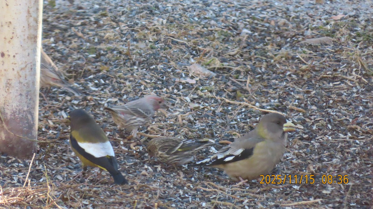 キビタイシメ - ML645299088