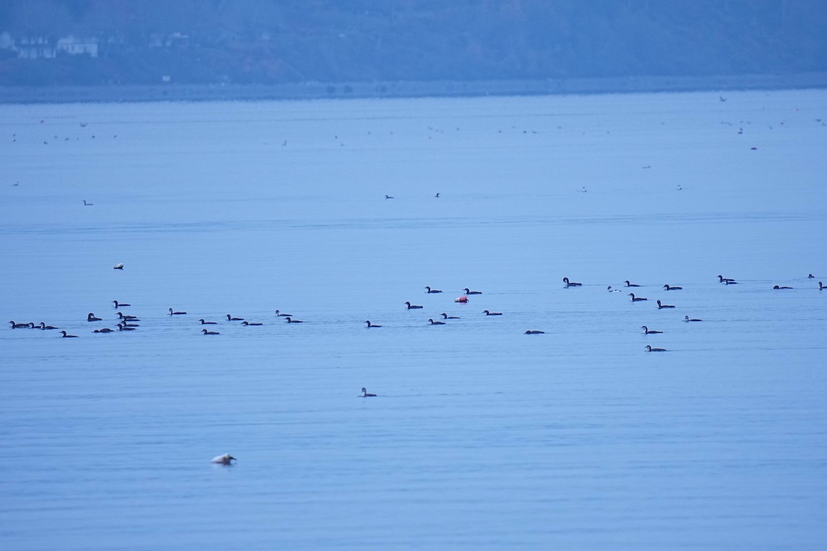 Pacific Loon - ML645299099