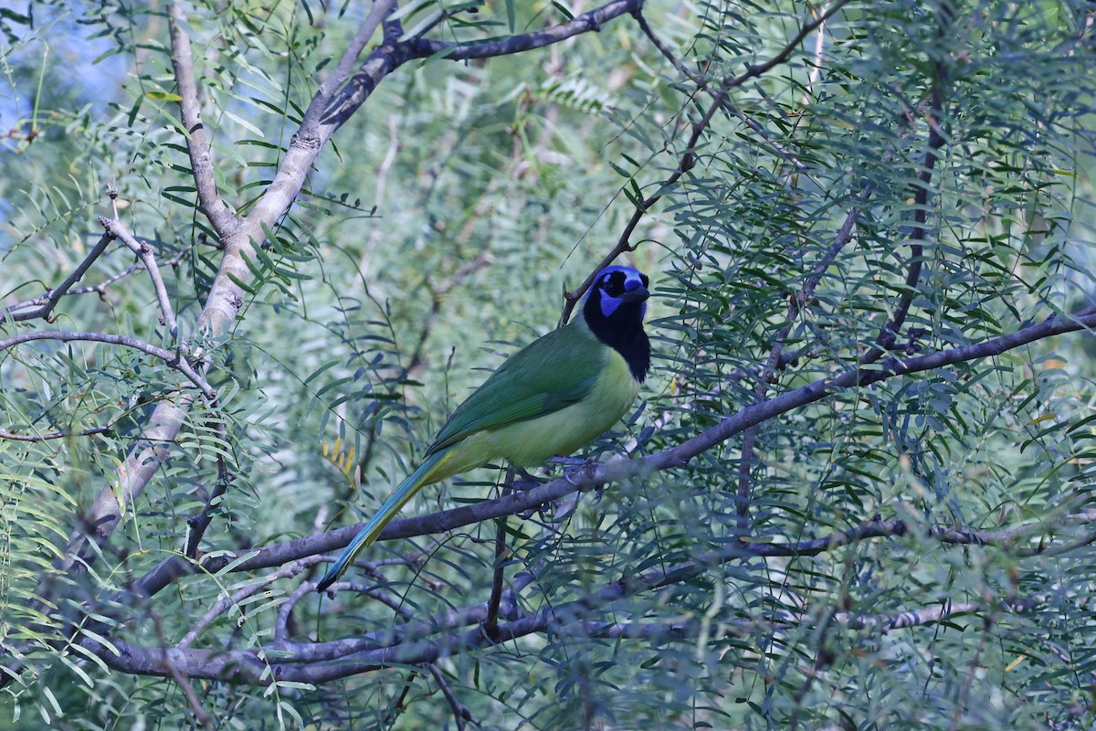 Yeşil Karga [luxuosus grubu] - ML645299103