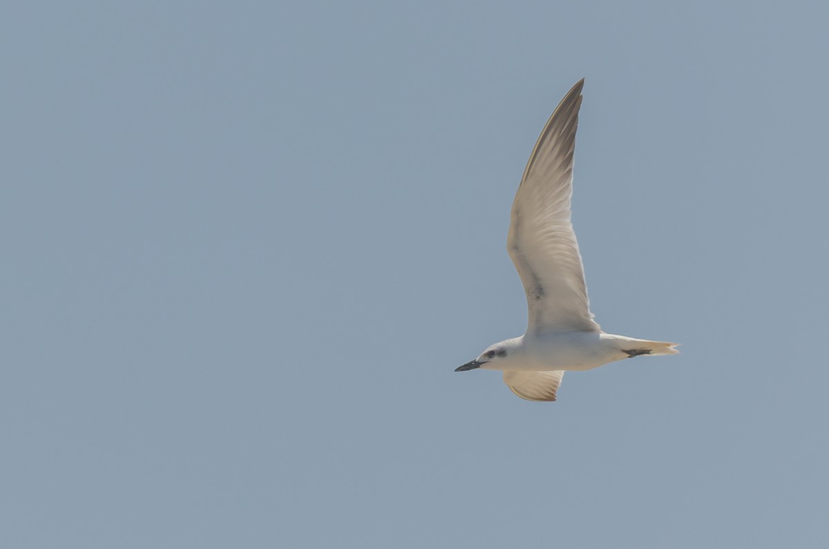 Gull-billed Tern - ML645299107
