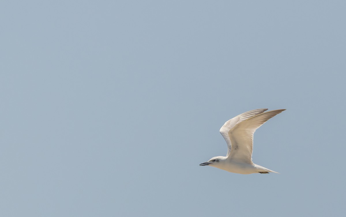 Gull-billed Tern - ML645299108