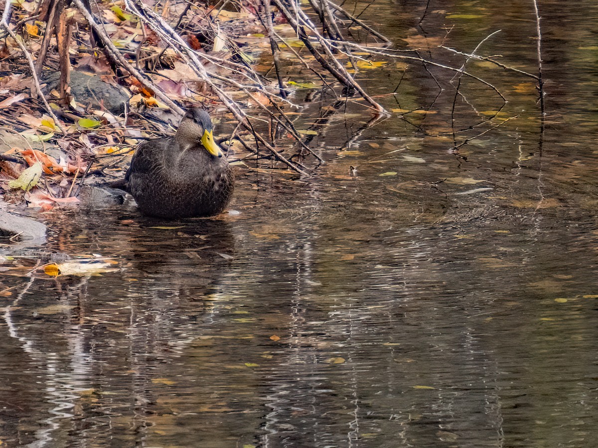 Ahate iluna - ML645299110