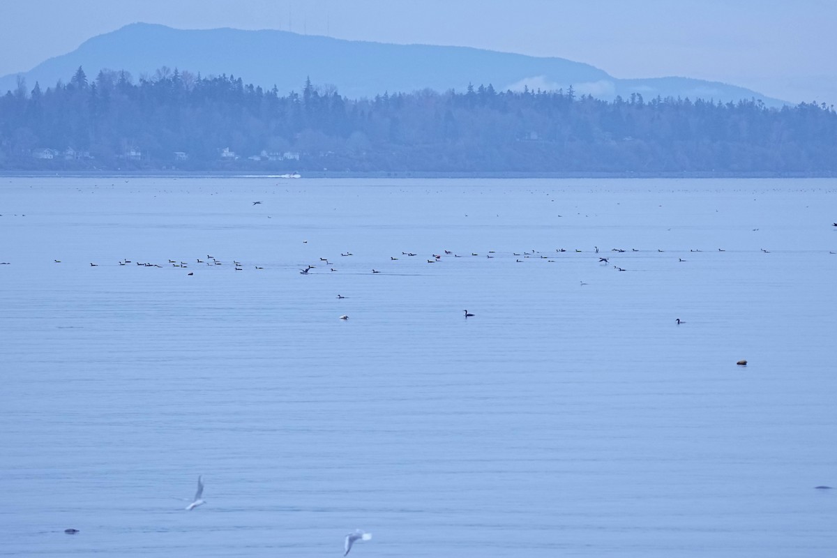 Pacific Loon - ML645299120