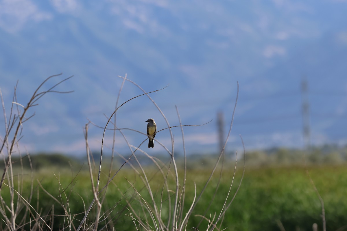 Western Kingbird - ML645299121