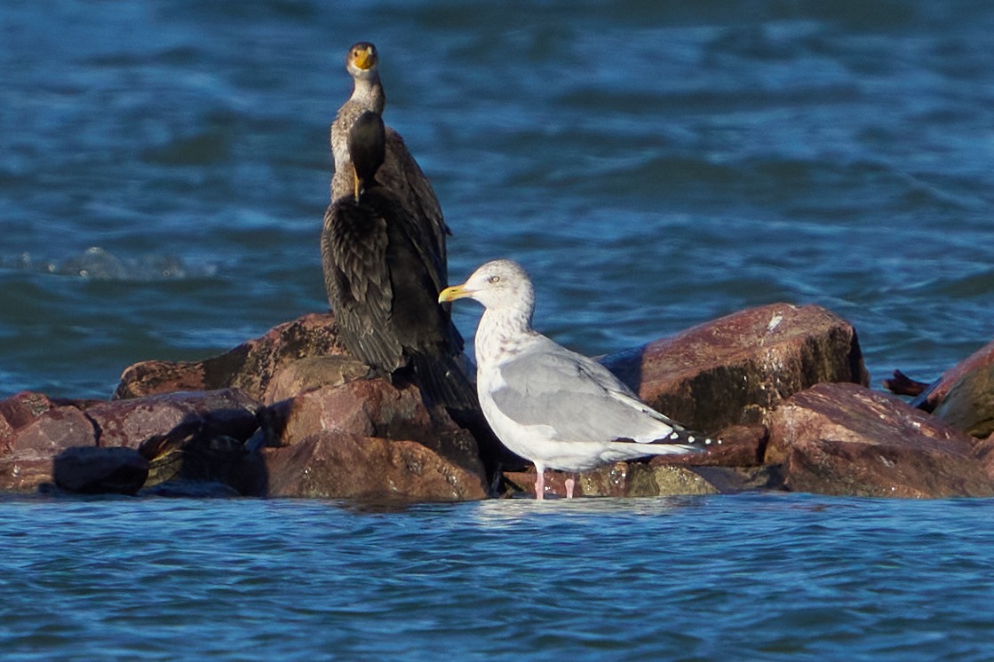 racek americký - ML645299132