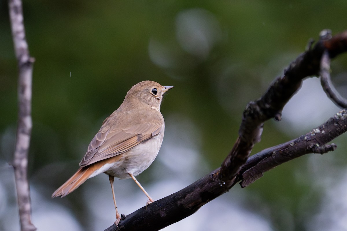 Grive solitaire - ML645299141