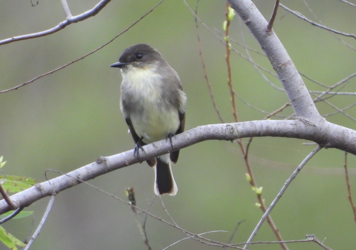 Eastern Phoebe - ML645299143