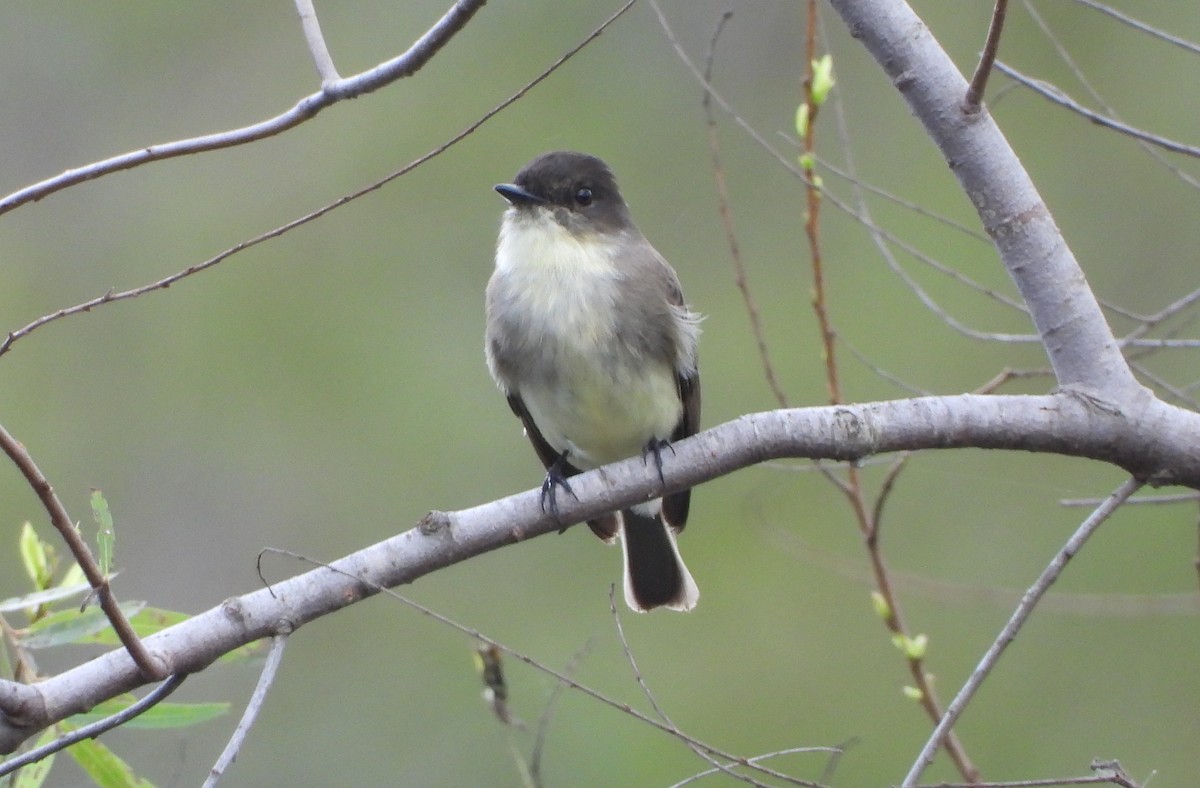 Eastern Phoebe - ML645299144