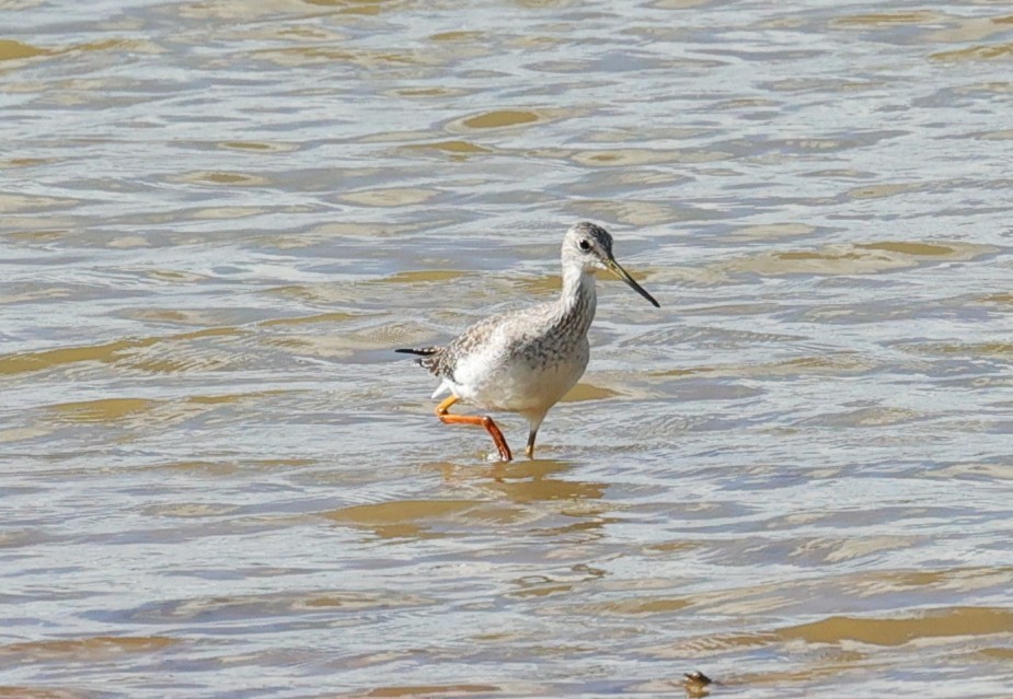 Lesser/Greater Yellowlegs - ML645299146