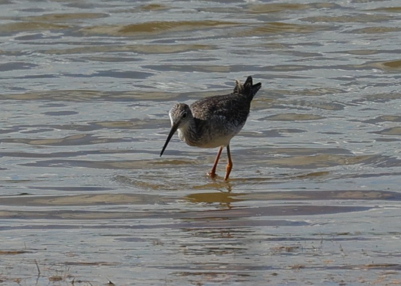 Lesser/Greater Yellowlegs - ML645299147