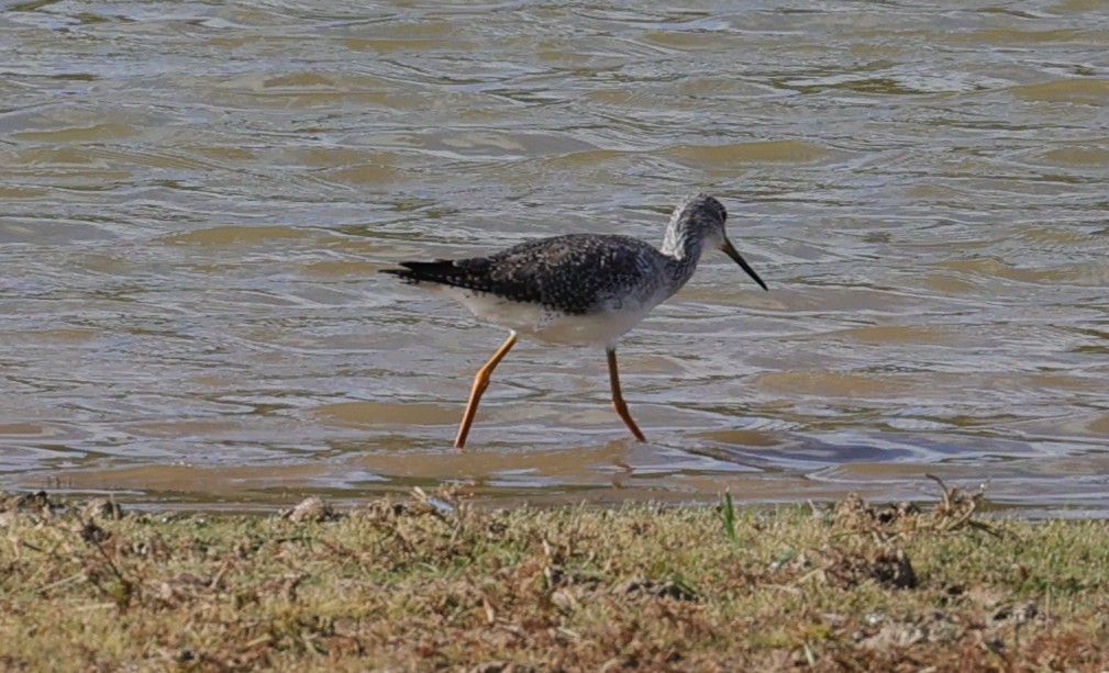Lesser/Greater Yellowlegs - ML645299148