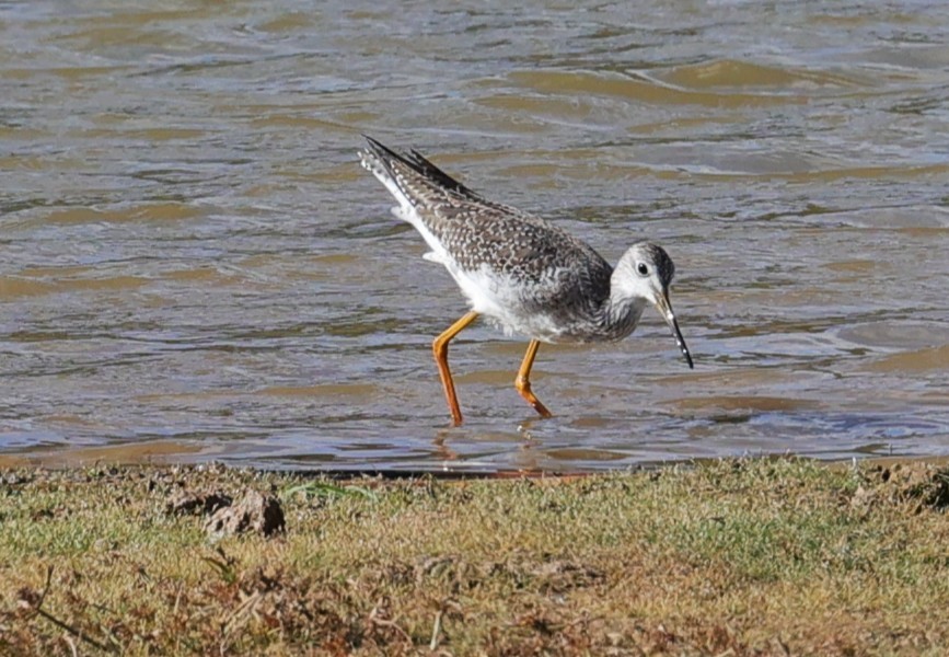 Lesser/Greater Yellowlegs - ML645299149
